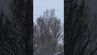No. 837 – Snow Birds In A Tree #Shorts
