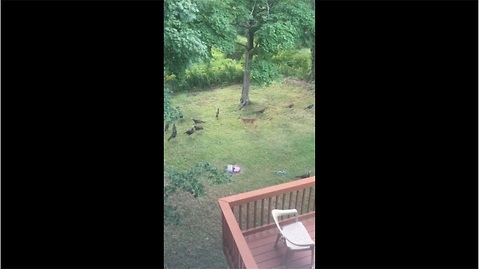 Playful deer loves chasing wild turkeys