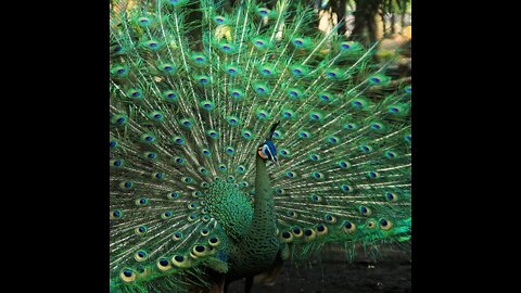 Beautiful peacock