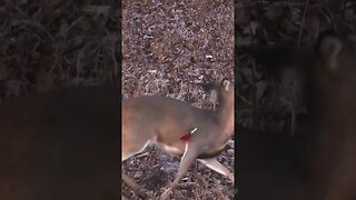 Accuracy Is Everything! (Doe Down!)