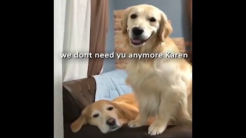 cutiest and funniest golden reterievers puppies #1 -- funny dog videos