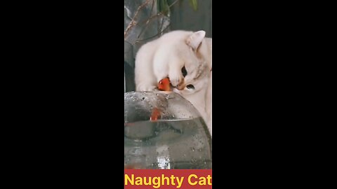 Naughty cat