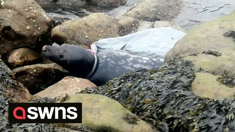 Harrowing footage shows seal struggling to move due to plastic sheeting wrapped around its neck