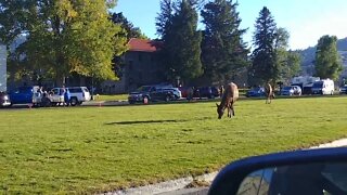 Elk grazing outside Yellowstone post office.
