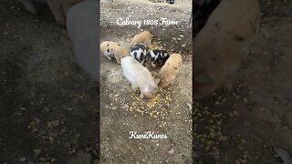 KuneKune dinner time!