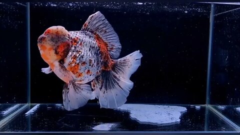 Visit Goldfish Palace