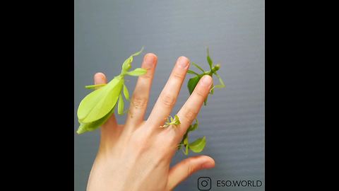 These Insects Look Exactly Like Leaves And Flowers