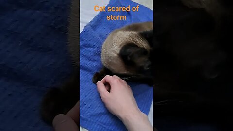 kitty scared of storm #viral #cat #kitten #shortvideo