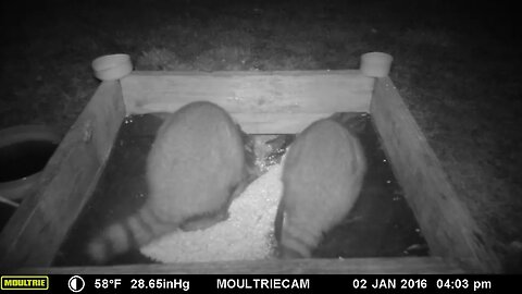 Coon 🦝couple🦝 dining by moonlight🌙#cute #funny #animal #nature #wildlife #trailcam #farm #beautiful