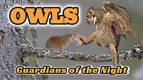 Owls: Guardians of the Night
