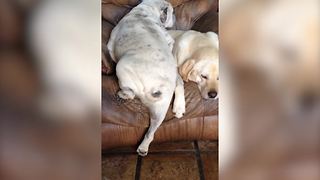Funny Dogs Take A Nap Together