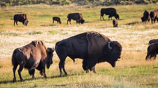 U.S. Will Not Grant Yellowstone Bison Endangered Species Protections