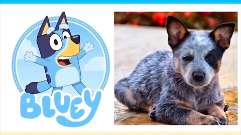 Real Life Bluey Characters
