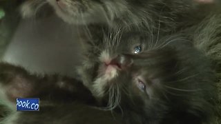 Neonatal kittens