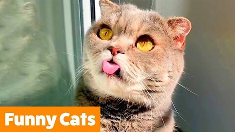 Funny Animal Videos 2022 😂 - Best Dogs And Cats Videos 😺😍 #12