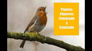 Pájaros Comiendo y Cantando: Cómo Atraer Jilgueros / Bird Lover!