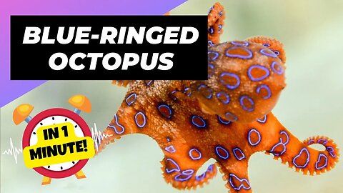 Blue-Ringed Octopus - In 1 Minute! 🐙 One Of The Most Dangerous Ocean Creatures