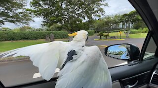 Parrot absolutely loves to go window surfing during car ride