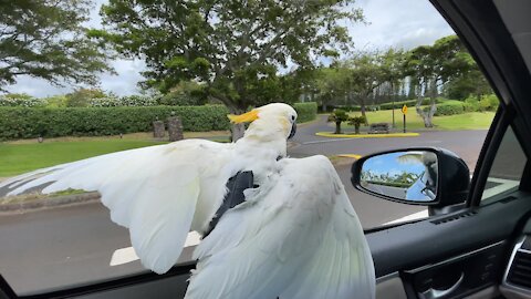 Parrot absolutely loves to go window surfing during car ride
