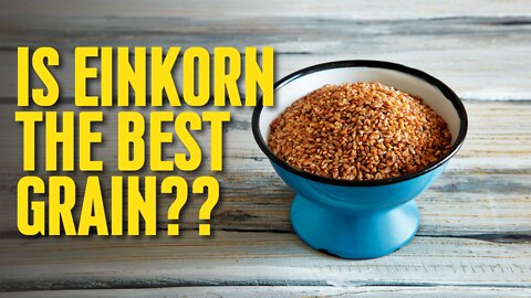 Let's Talk About Einkorn | What is Einkorn Used For? | Is Einkorn Better? | Ancient Grains