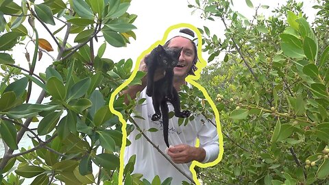 Finding Cute Abandoned Kitten on Deserted Island While Fishing {Catch and Cook}