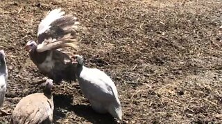 Introducing new guinea fowl keets to the flock, first-time free ranging.