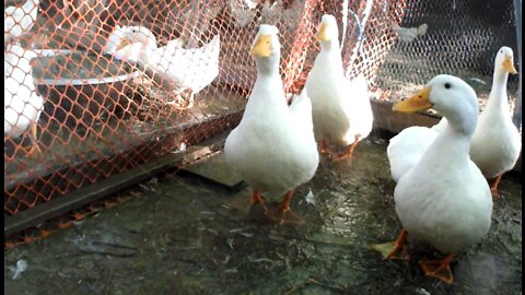 Ducks Play in the Sand and Water