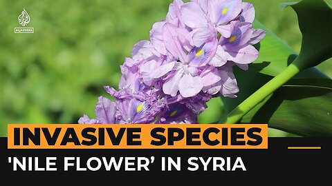 Invasive flower choking off livelihoods of Syrian farmers | Al Jazeera Newsfeed