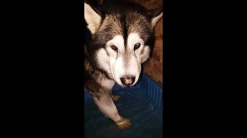 Friendly Malamute befriends backyard frog