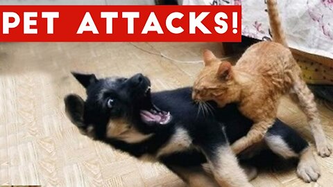 Cat attacking Dog funny video