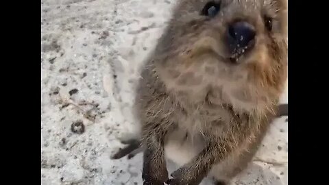 Cute funny Quokka -155