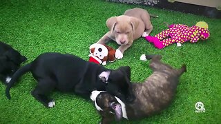 Digital Zen: The puppies of Big Dog Ranch Rescue