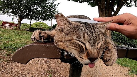 Stray cat licked its lips out of excitement once I petted it