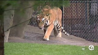 Detroit Zoo celebrating 95th anniversary with special events, discounts & more