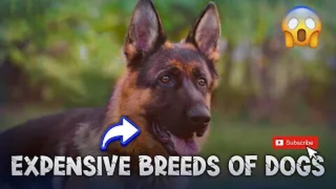 world's most expensive breed of dog that is illegal FactsTube