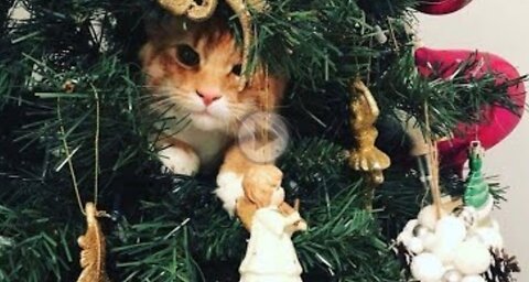 Cats vs Christmas Trees! (A Compilation)