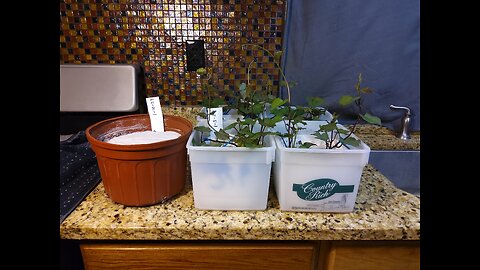 Starting sweet potato slips experiment 3/10/23