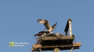 Young osprey boldly tests its wings, but it's not ready to fly yet