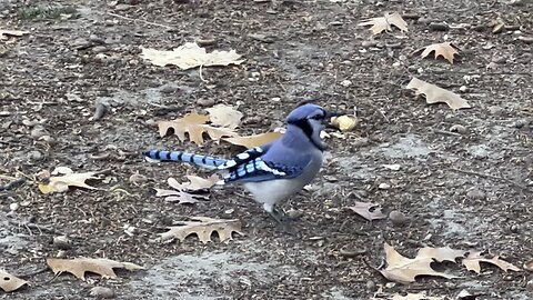 Blue Jays top of the food chain 🤣