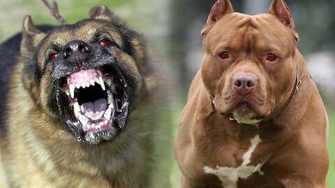 2 most dangerous dogs attack each other