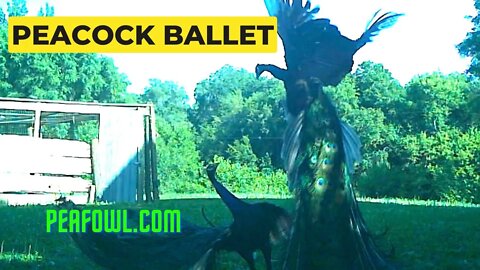 Peacock Ballet, Peacock Minute, peafowl.com