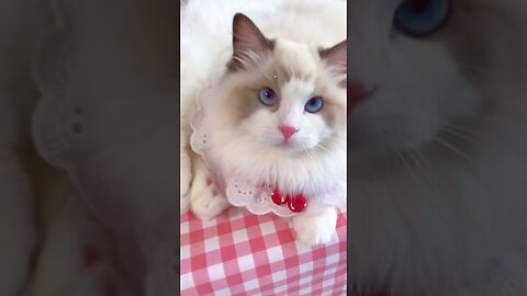 Aww cute cat videos funny ❤️ Cat Cash Compilation 💚 Tiktok Cat Meow #cat #viral