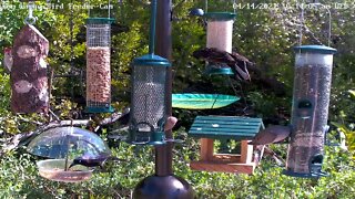 Red-bellied woodpeckers play peek-a-boo