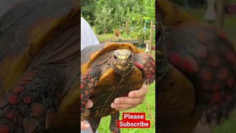 Would you like to see more videos of Melon the RedFoot Tortoise? Please Subscribe.