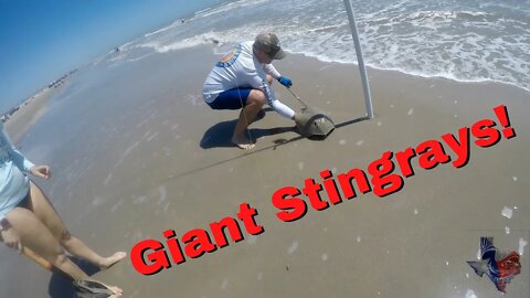 Beach Fishing for Giant Texas Stingrays