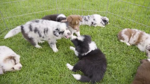 Three puppies playfight on grass in an enclosure with more puppies resting around - top closeup