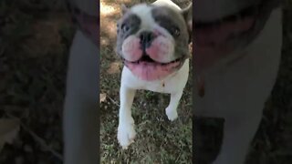 Our CUTE FRENCHIE is so HAPPY TO SEE ME! 🐶🥰😄 #shorts #viral #tiktok