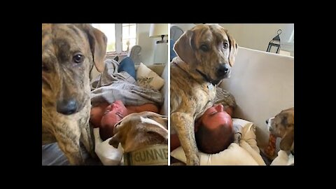 Greedy dog finishes first,😍 tries to steal brother's treat