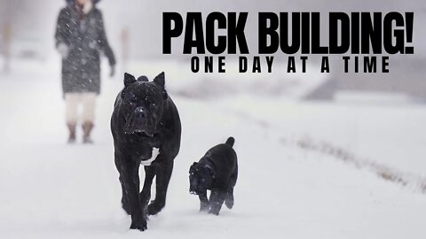 Cane Corso Pack Building With Puppy & Bruce Wayne