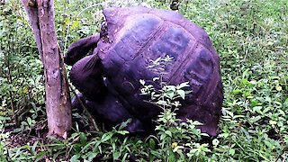 Amorous Giant Galapagos Tortoises knock a tree down with their enthusiasm